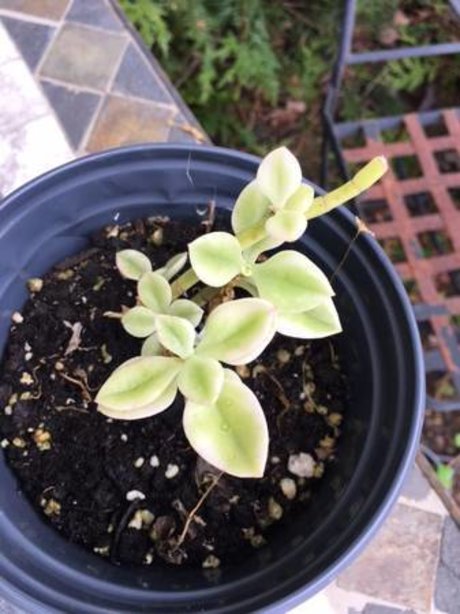 ayam pornostar freie bild