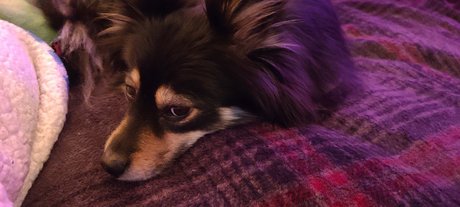 Pomsky Mom xxx kostenlose bilder