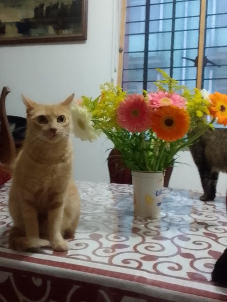 Dea babe nacktheit akt galerie