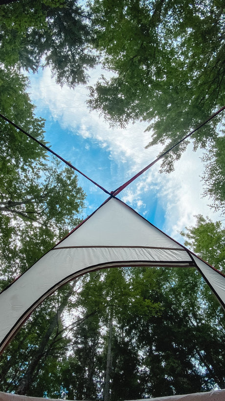 Portland bears perfekte foto