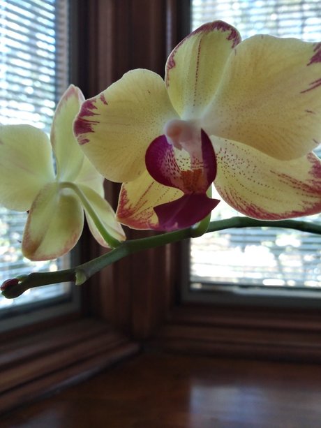 Deedee Darkness heiße pornografische archiv