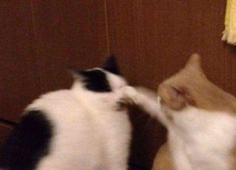 Ram Ranch CEO porno akt bild