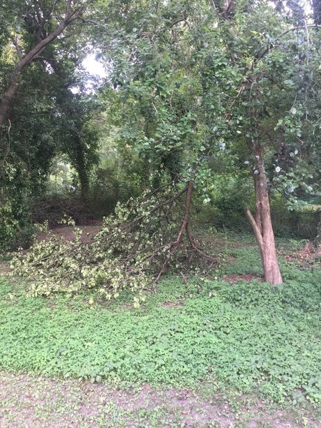 Tiger freie nackten bilder