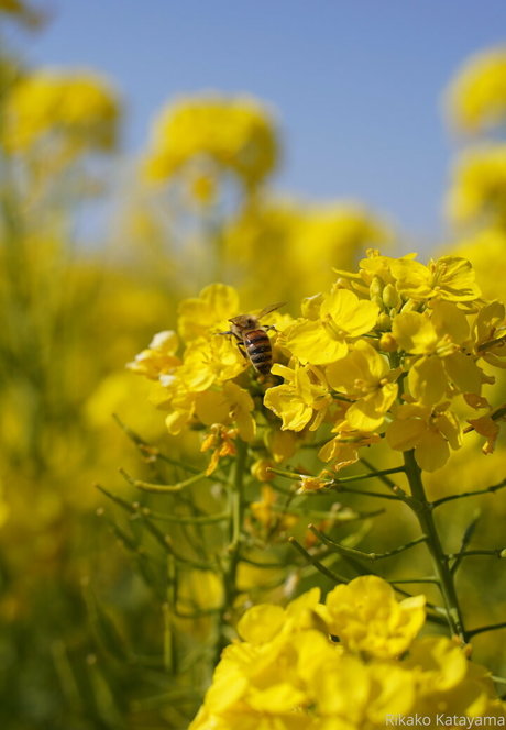 rikakodesu pornostar top fotos