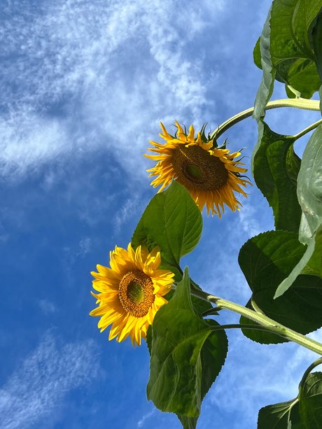 Szafyna erwachsene freie archiv