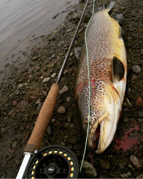 OnlyFish erwachsene galerie