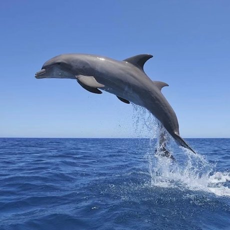 Jellyfishinnut beste nackt galerie