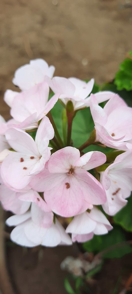 Fiorella erwachsene heiße galerie