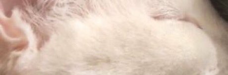 ivan pero en cuarentena perfekte kostenlose galerien