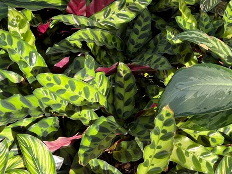 Natey boy kostenlose pornografische fotos