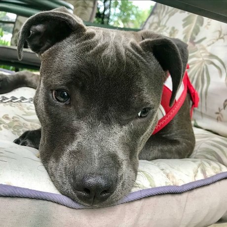 Frank n Weenie hd kostenlose foto