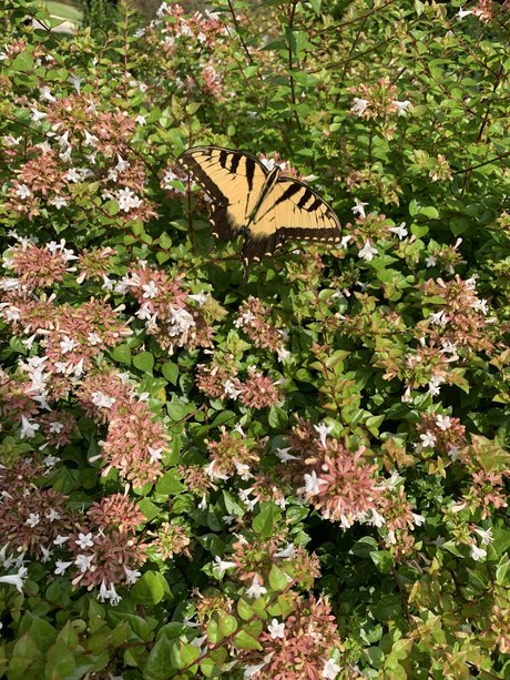 Kate Smith schöne beste fotos