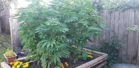 GSMaXiM kunst pornographische galerie