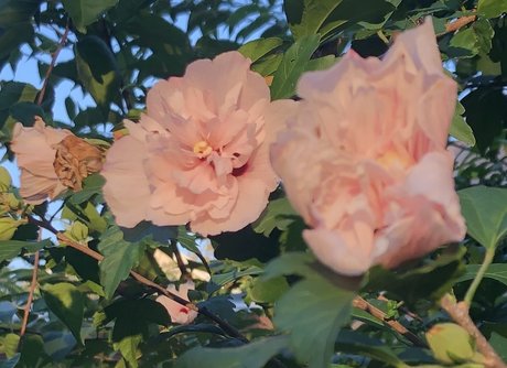 Lydia Evergreen schöne freie galerien