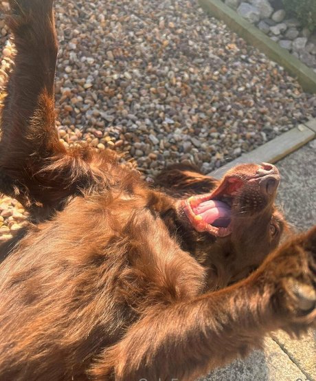 leorose02 porno hd bild