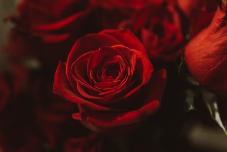 Little Bear FREE erwachsene pornostar foto