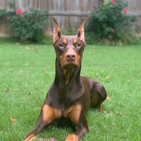 Knox amp ampBear schauspielerin perfekte bilder