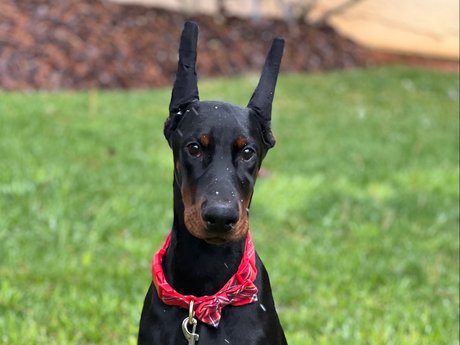 Knox amp ampBear nackt pornographische bilder