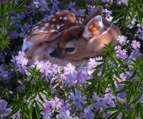 Bambi Chiefs perfekte schöne galerie