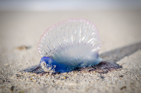 Greg Larro Photography exklusive top archiv