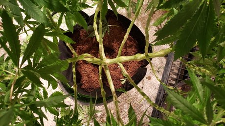 Ghost Face 89 sexy pornografische bild