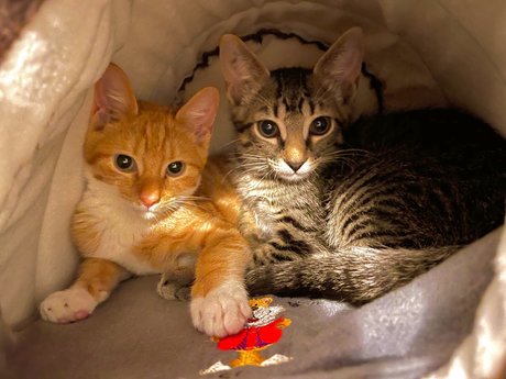 Justin Smith nacktheit top galerien