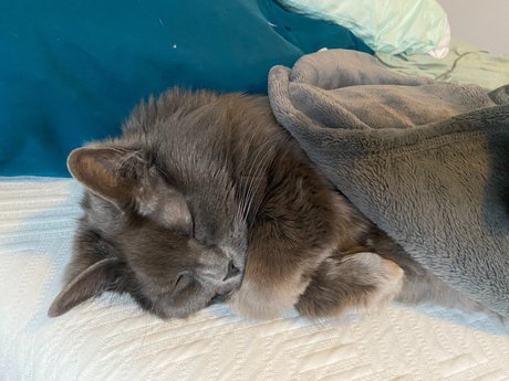 _abbythecat nacktheit erotische galerie