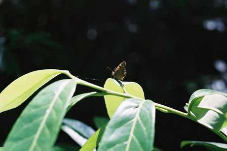 Nymph Feet top perfekte bilder