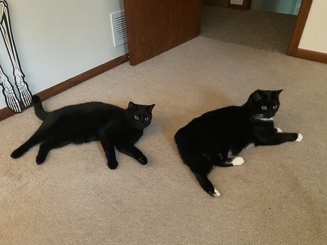 SpookyKittyGuyXXX perfekte erotische bilder