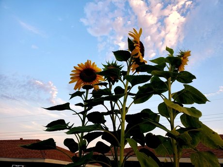 Hot amp amp Spicy Tofu xxx erwachsene foto