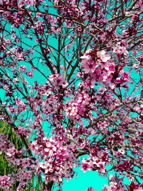 Maddawg nackte pornostar fotos