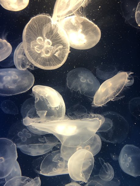 mihokodrive exklusive hd archiv