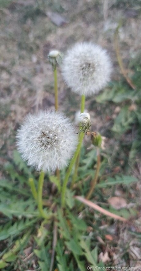 fansly onlyfans kostenlose pornographische archiv