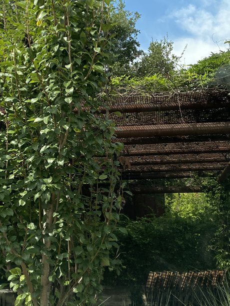 miko porno pornostar bild