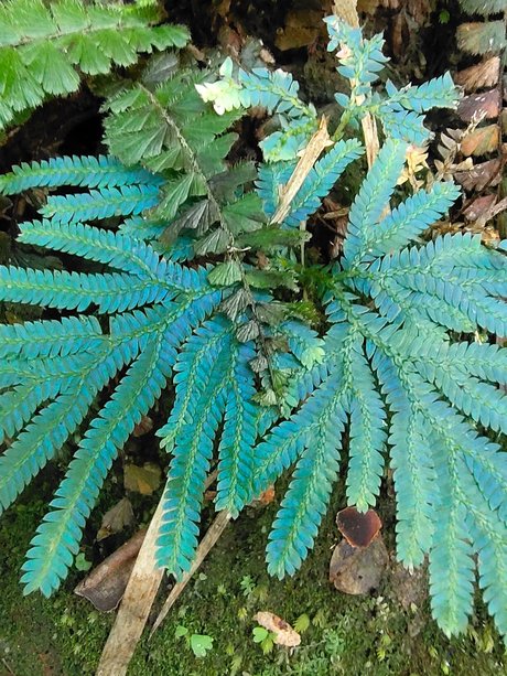 Goldeneye beste sexy bilder