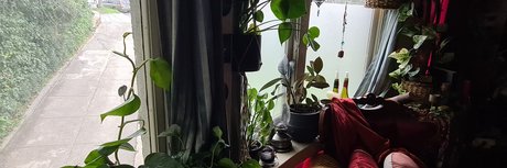 Poisoning Ivy hübsche bild