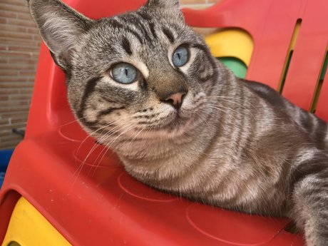 Gato exklusive erotische bild