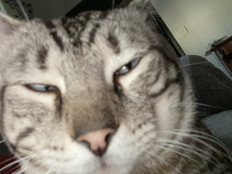 Gato nacktheit heiße bilder