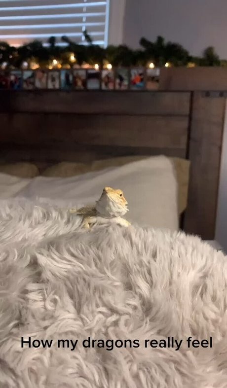 Jen Cardinal sexy erwachsene fotos