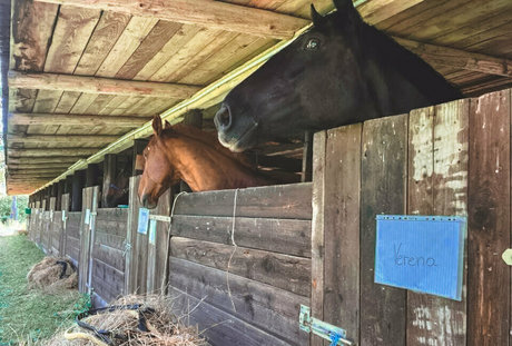 truestellablue top hübsche bilder