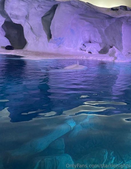 starrienights top pornostar foto