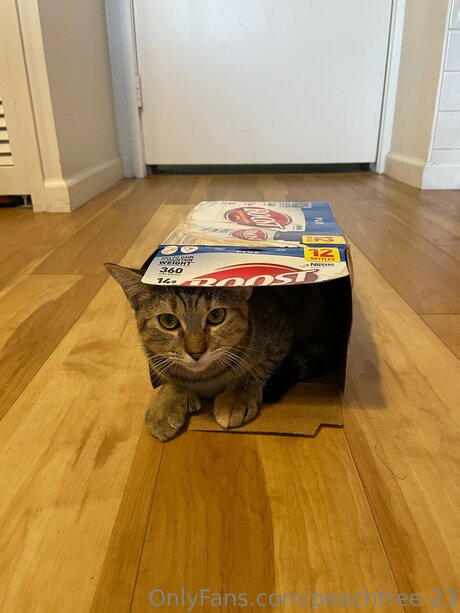 peachtree 23 Profilbild