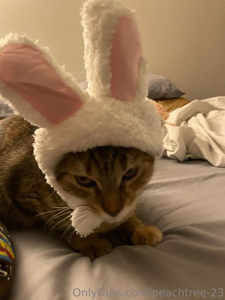 peachtree 23 freie pornografische bild