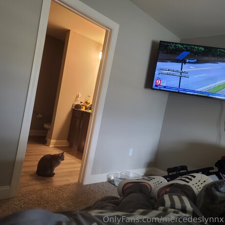 Mercedeslynnx kostenlose schöne bilder