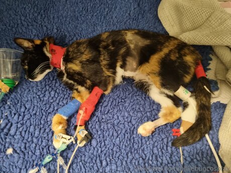 Billiebugcosplay kostenlose porno bild