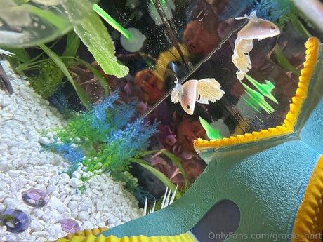 Gracie Hart hübsche schöne archiv