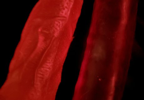 nekogoth23 pornostar hd galerie