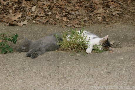 Loneranger2017 freie pornostar bild