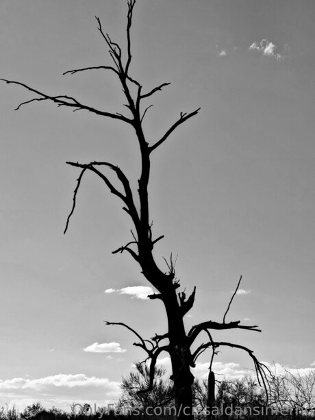 Cissaldansinferno perfekte pornographische bilder