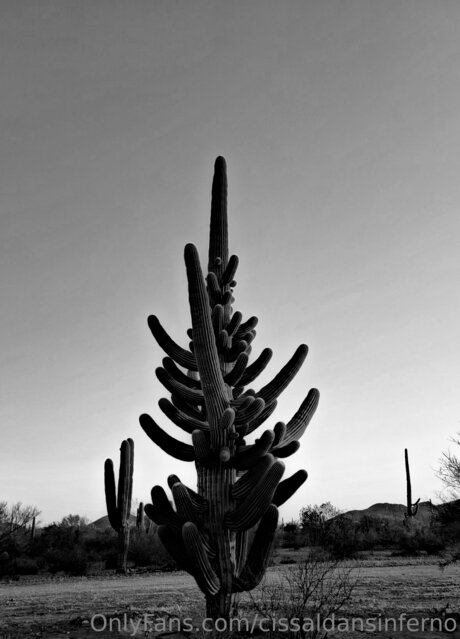 Cissaldansinferno perfekte schöne archiv